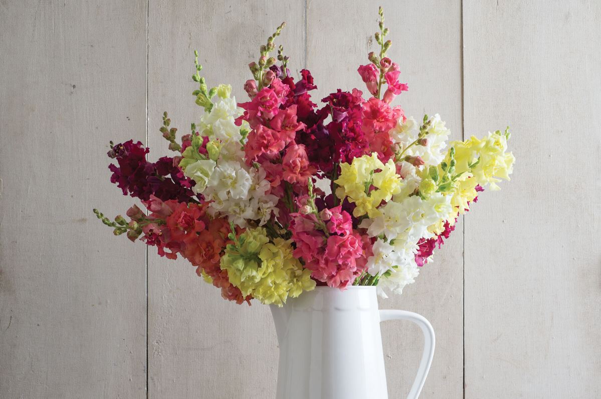 Madame Butterfly Mix – Snapdragon Seed