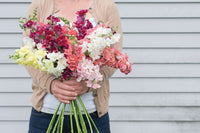 Madame Butterfly Mix – Snapdragon Seed