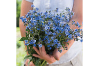 Chinese Forget-Me-Not – Cynoglossum Seed