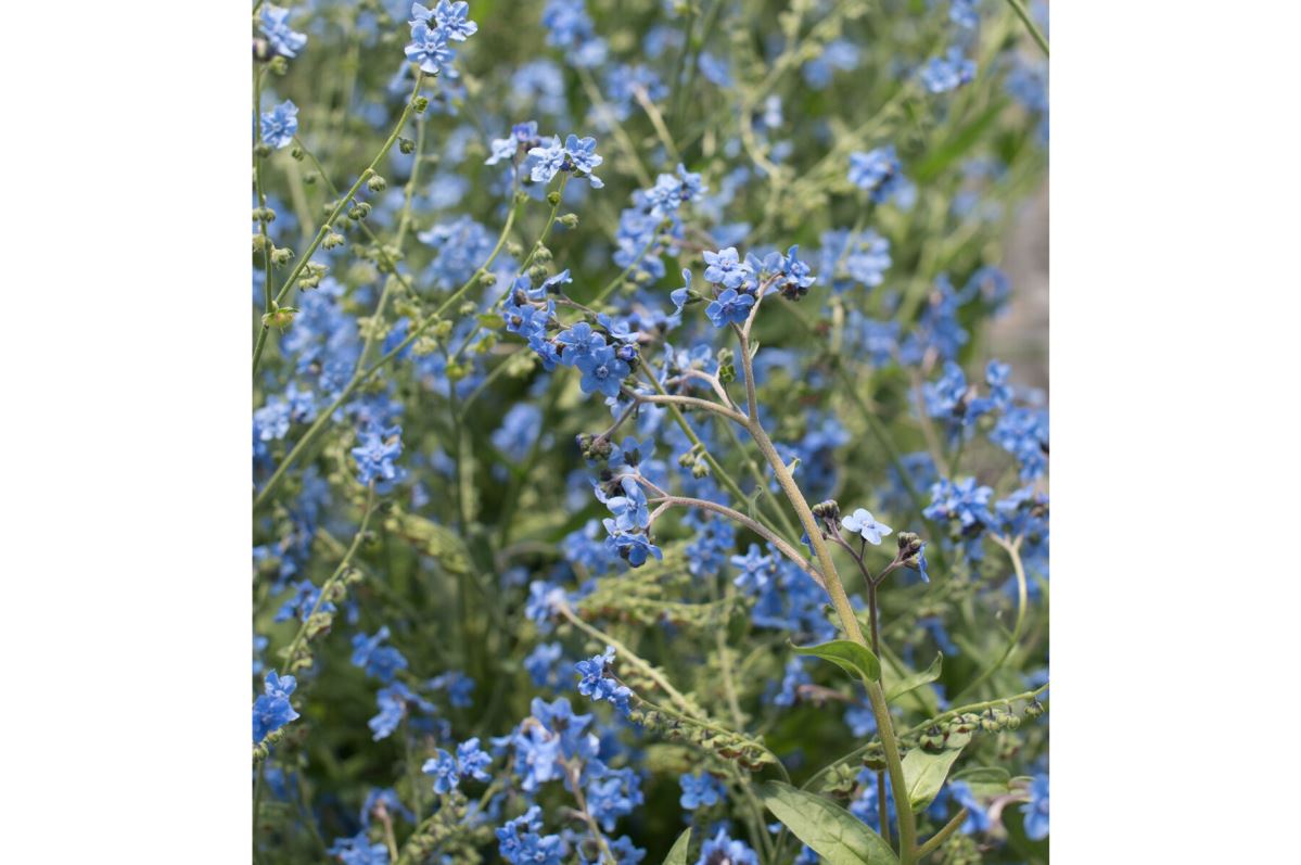 Chinese Forget-Me-Not – Cynoglossum Seed