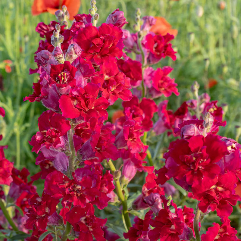 Madame Butterfly Red – Snapdragon Seed