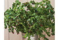 Kiwi Blue – Cerinthe Seed