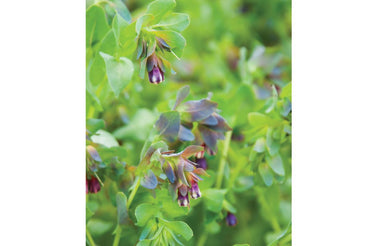 Kiwi Blue – Cerinthe Seed