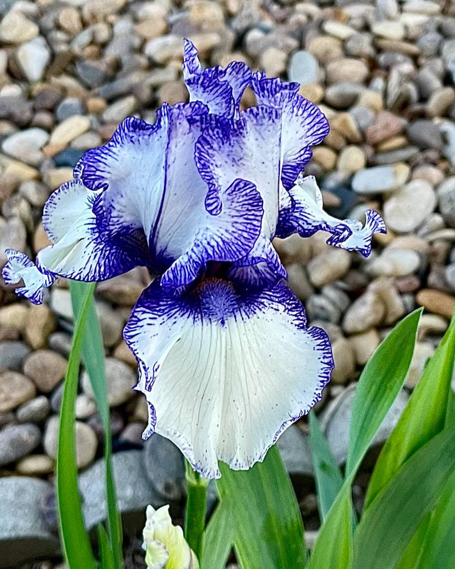 Hemstitched Reblooming Bearded Iris Seeds