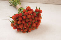 QIS? Orange – Gomphrena Seed