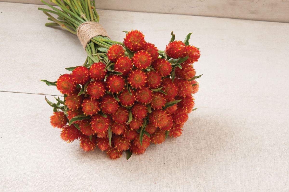 QIS? Orange – Gomphrena Seed