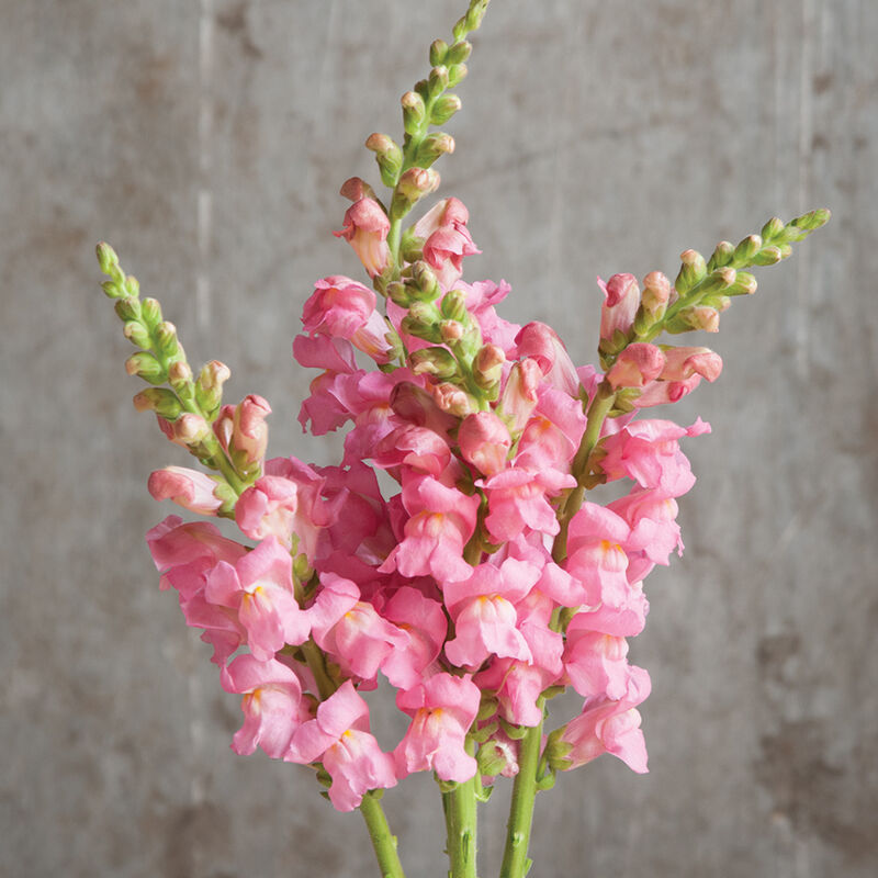 Potomac Dark Pink – Snapdragon Seed