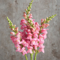 Potomac Dark Pink – Snapdragon Seed