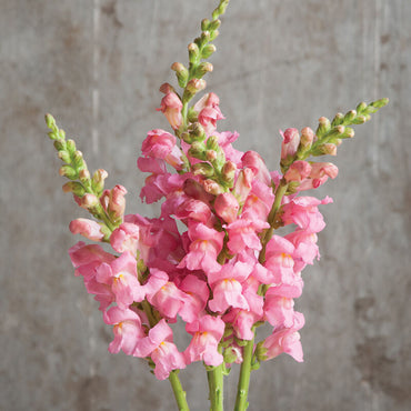 Potomac Dark Pink – Snapdragon Seed
