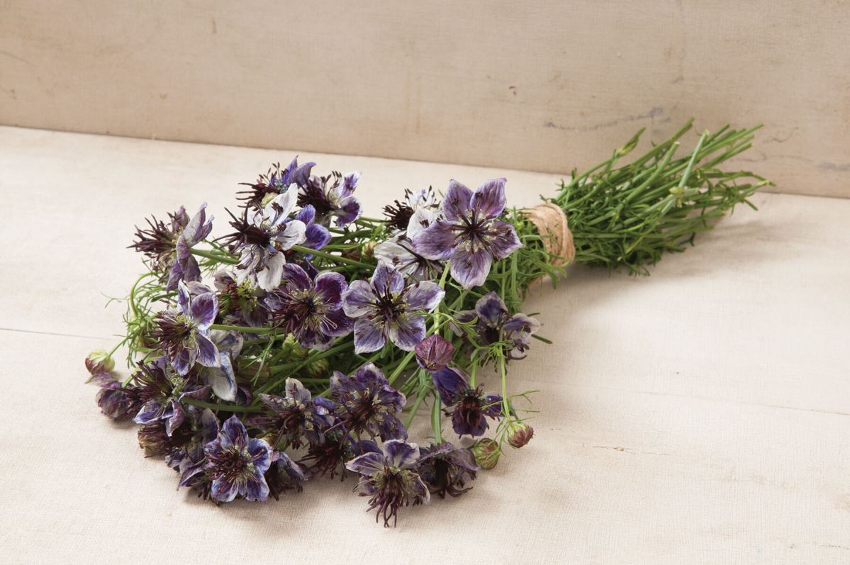 Delft Blue – Nigella Seed