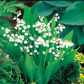 Lily-of-the-Valley