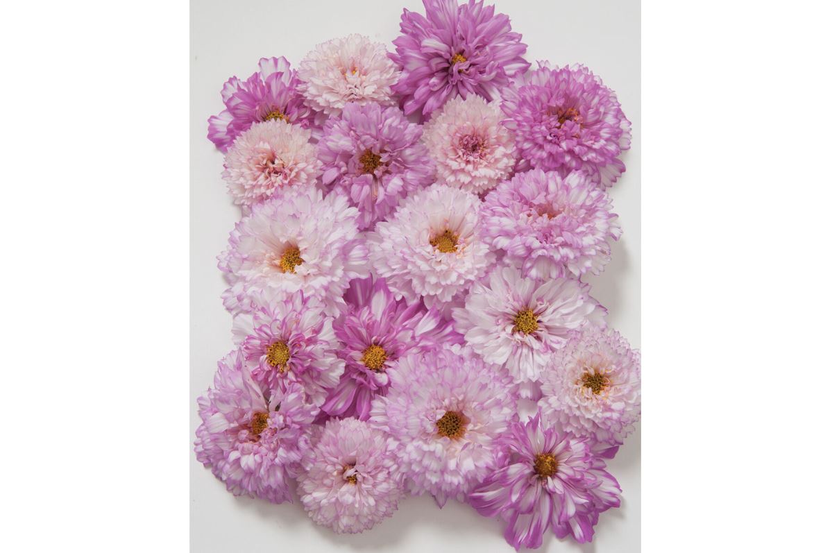 Double Click Bicolor Pink – Cosmos Seed