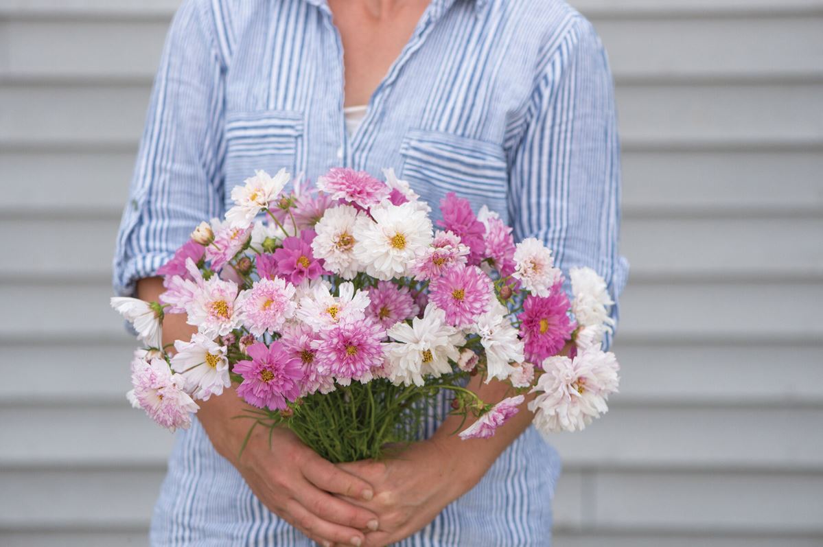 Double Click Bicolor Pink – Cosmos Seed
