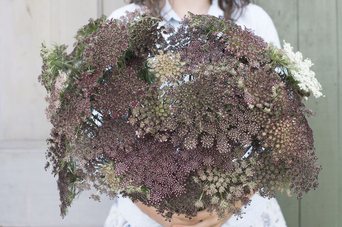 Dara – Daucus Seed