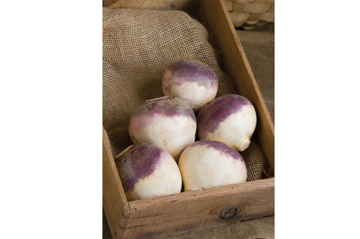 Helenor – Organic Rutabaga Seed