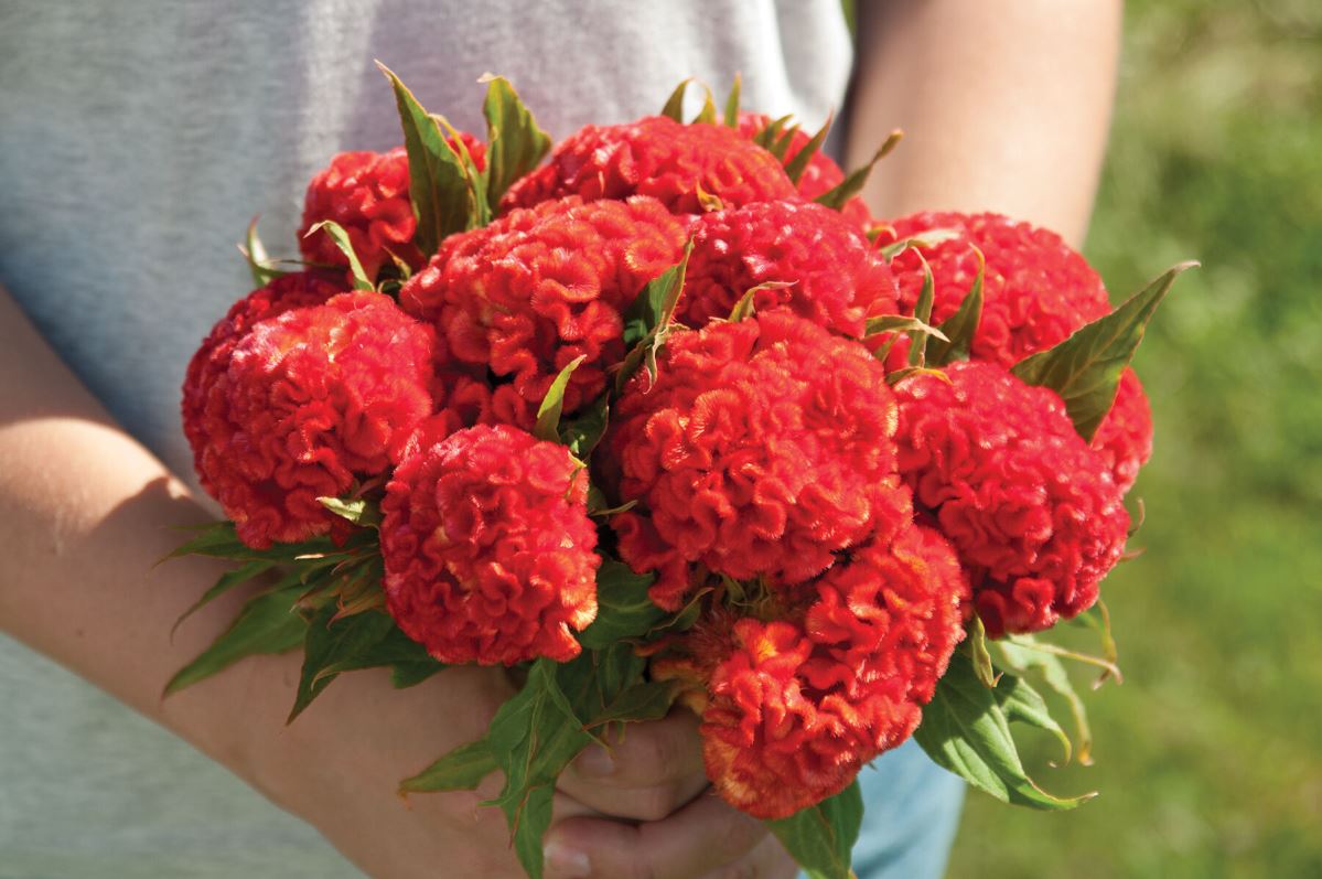 Chief Persimmon – Celosia Seed