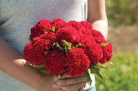 Chief Fire – Celosia Seed