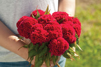 Chief Carmine – Celosia Seed