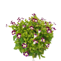 Violet Torenia Kauai Flower Seeds for Unique Gardens - 100 pcs