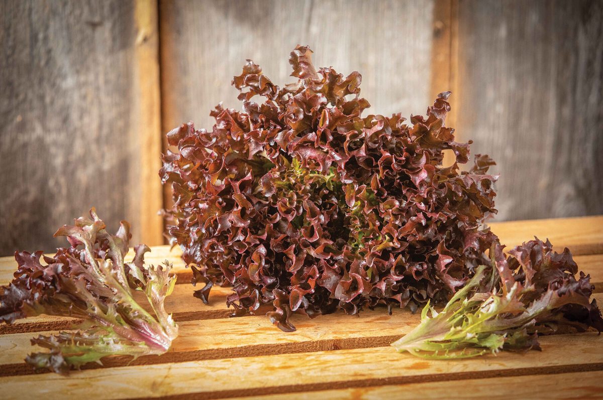 Ezflor – Organic Lettuce Seed