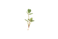Salad Burnet – Microgreen Seed