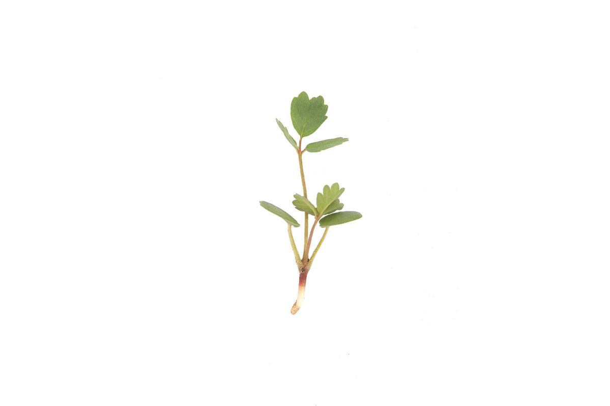 Salad Burnet – Microgreen Seed