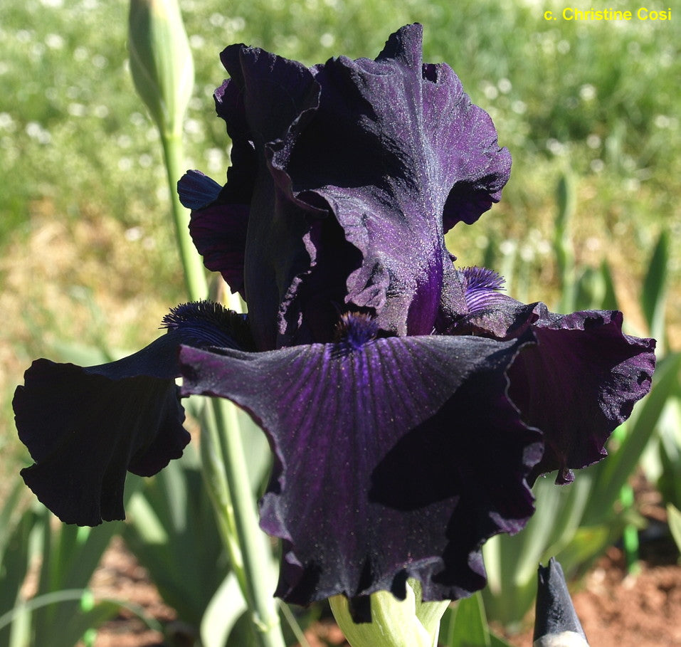 Ozark Rebounder Reblooming Bearded Iris