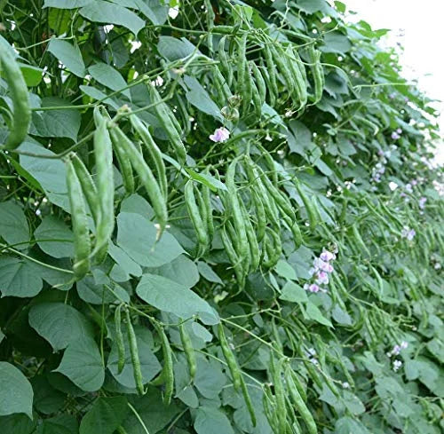 Sem Phali, Lima Beans Vegetable Seeds