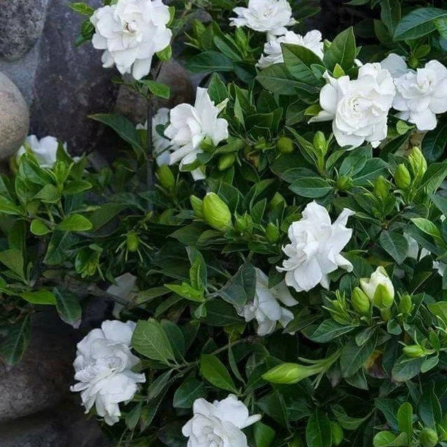 Cape Jasmine Seeds