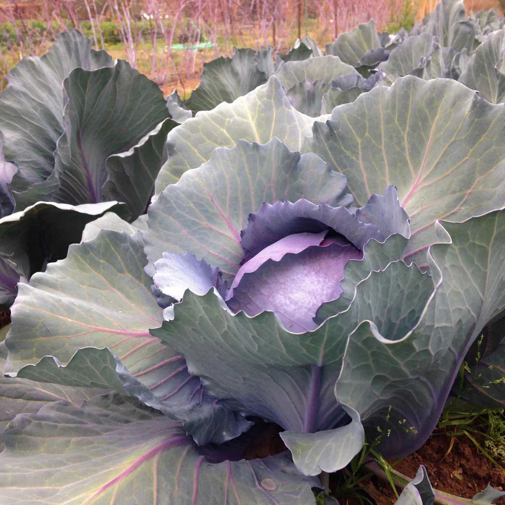 Red Express – Organic Cabbage Seed