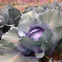 Red Express – Organic Cabbage Seed