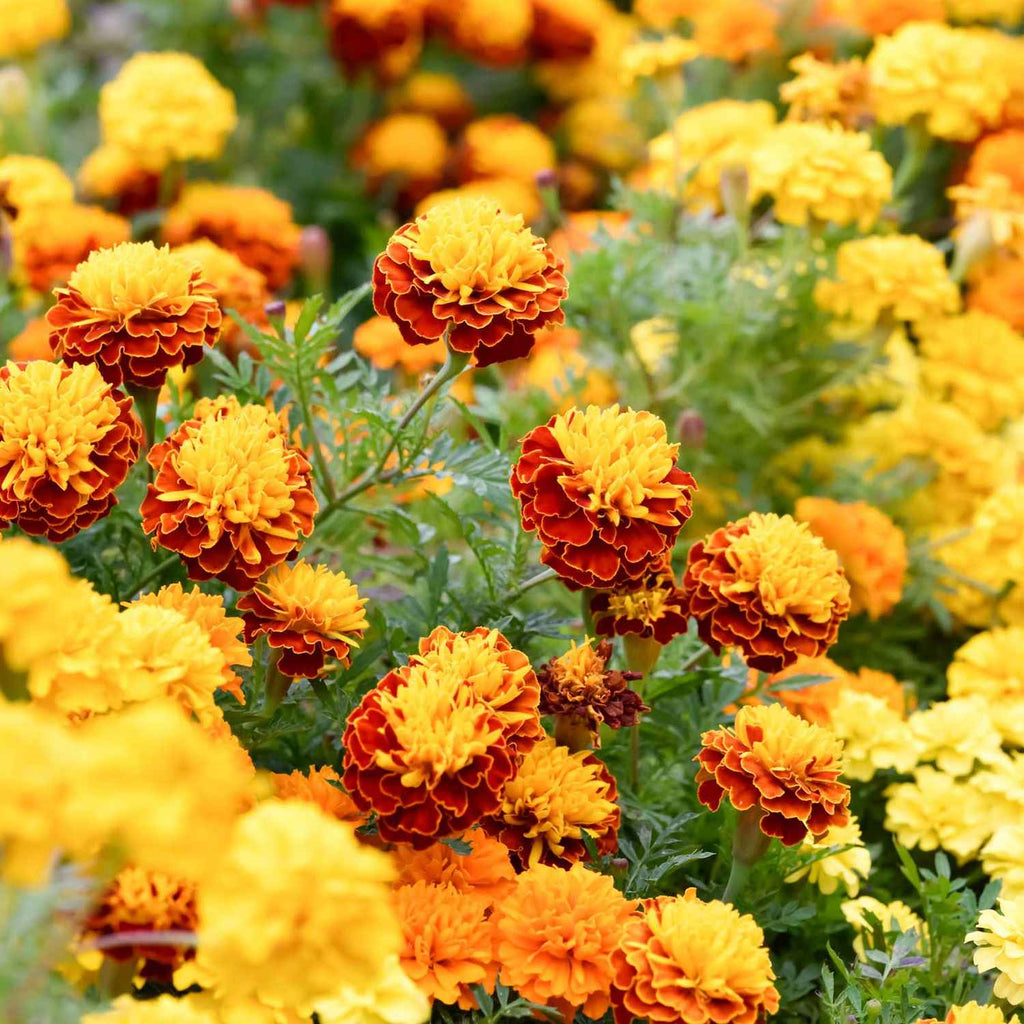 Marigold (Marigold scientific name) for planting in garden