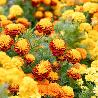 Mixed Marigold Flower Seeds for Planting - Heirloom and GMO Free Seeds, Beautiful Floral Blooms