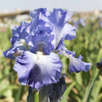 Sugar Blues Reblooming Bearded Iris