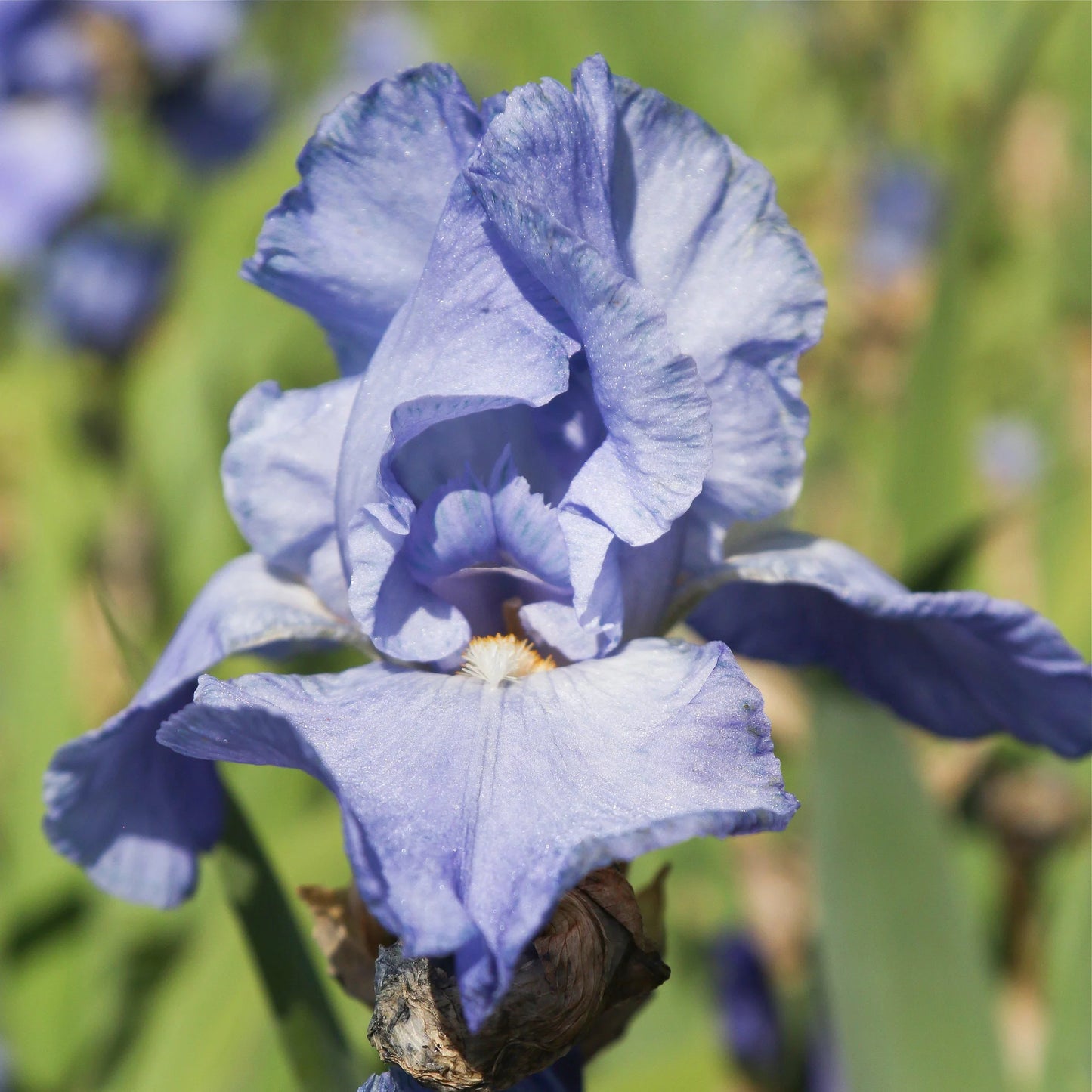 Sugar Blues Reblooming Bearded Iris