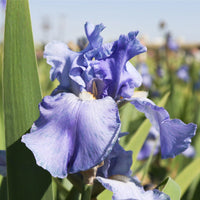 Sugar Blues Reblooming Bearded Iris