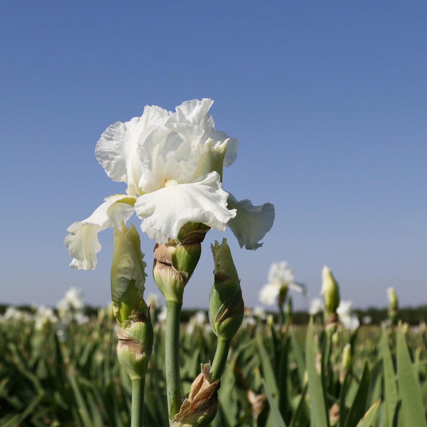 Frequent Flyer Reblooming Bearded Iris Seeds