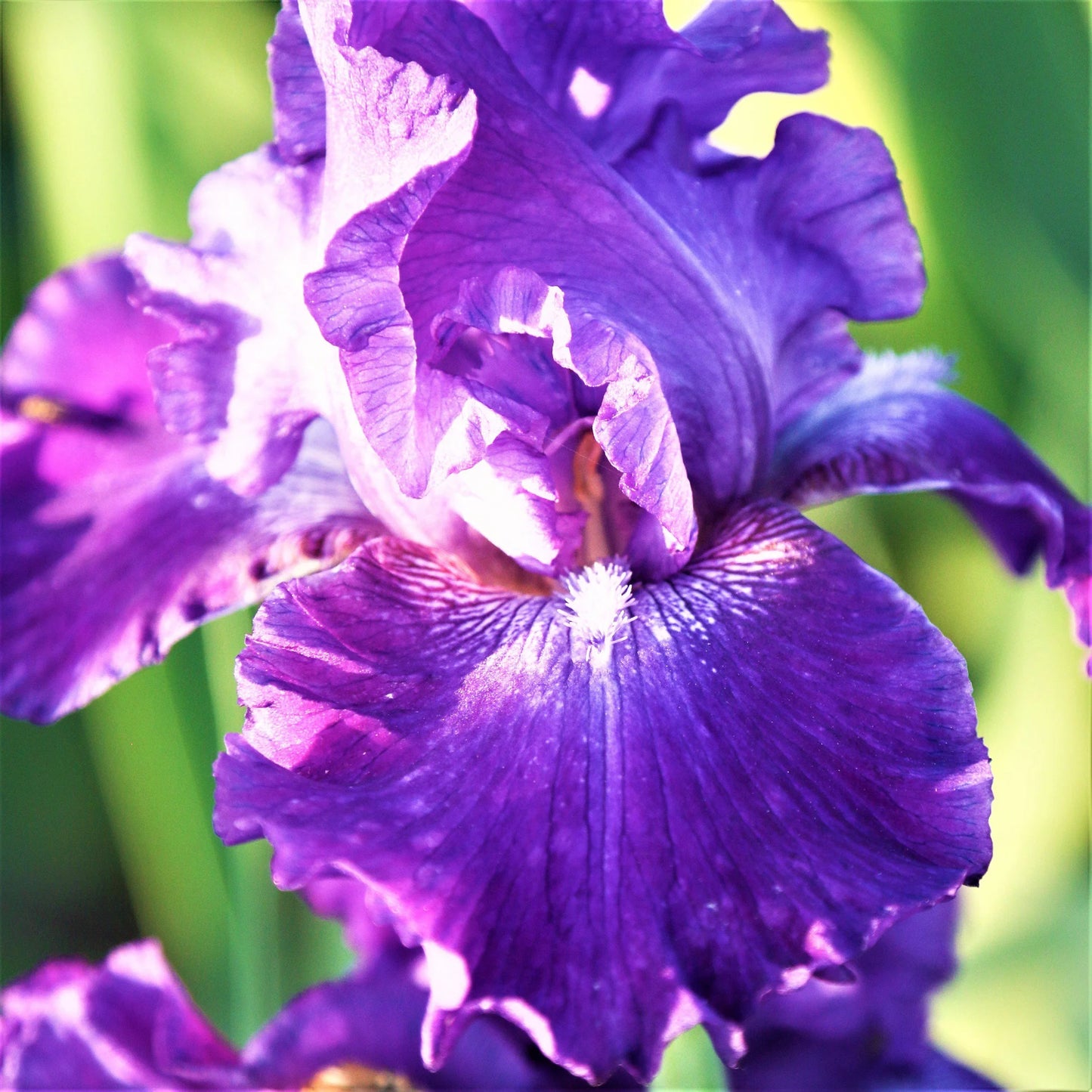 Dashing Reblooming Bearded Iris Seeds