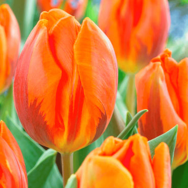 Orange Sherpa Tulip Seeds