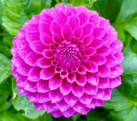 Dahlia- Winkie Cavalier (Tuber)