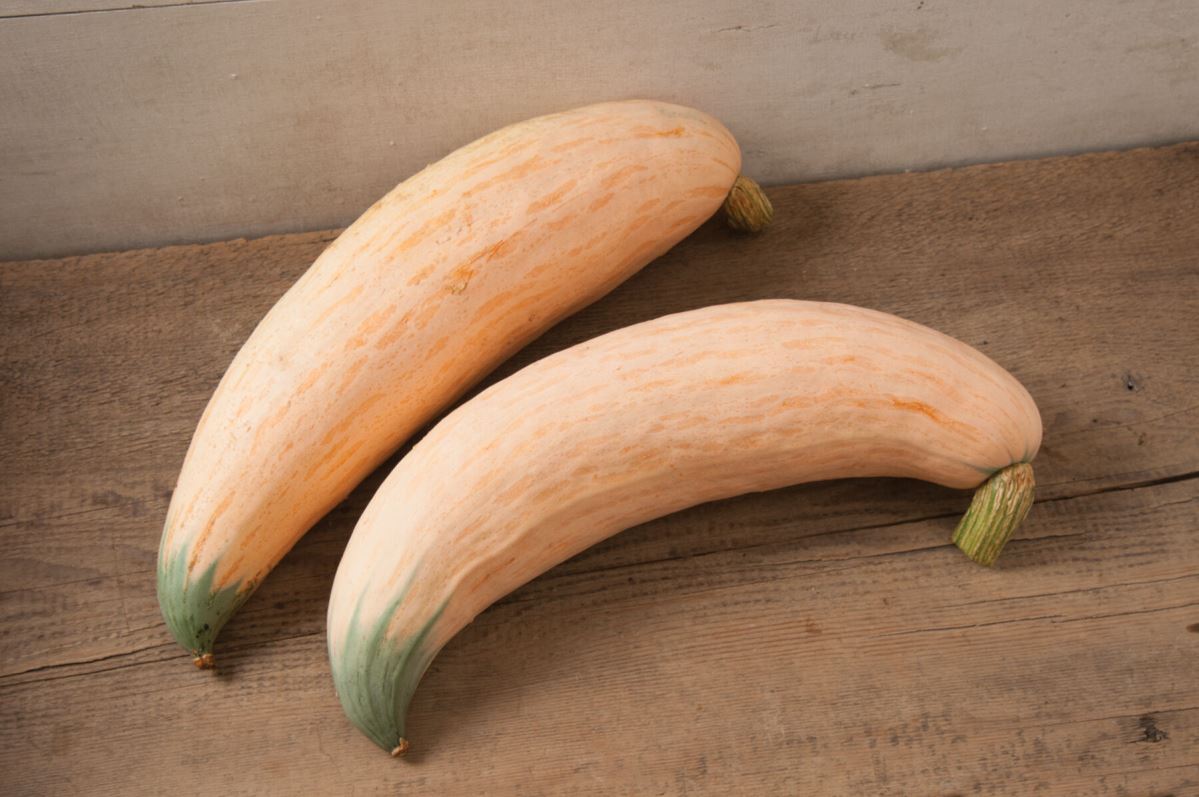 North Georgia Candy Roaster – Hubbard Squash Seed