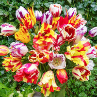 Flaming Beauties Tulip Mixture Seeds