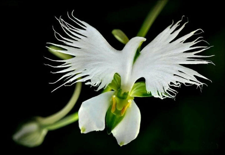 Heirloom Non-GMO Heron Orchid Flower Seeds for Exotic Garden Accents and Elegant Planting