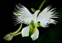 Heirloom Non-GMO Heron Orchid Flower Seeds for Exotic Garden Accents and Elegant Planting