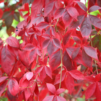 Parthenocissus Plant Seeds – Heirloom, Non-GMO, Fast-Growing Climber for Garden and Wall Planting