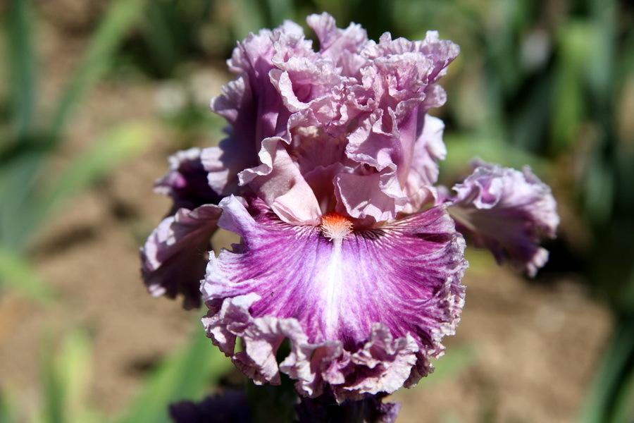 Just Witchery Bearded Iris