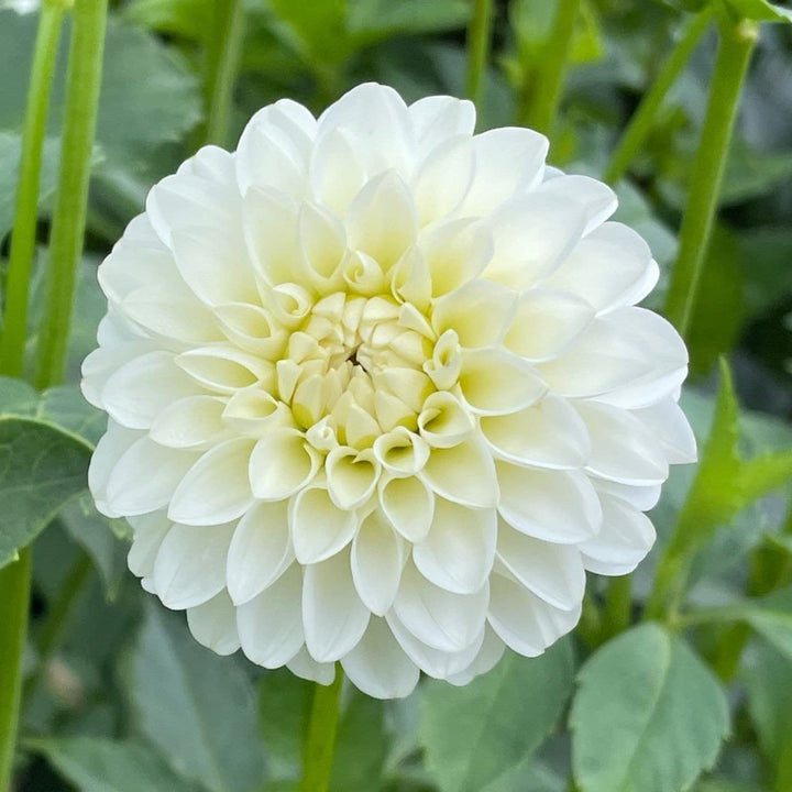 White Dahlia Seeds for Planting – Organic, Heirloom, Non-GMO Flower Seeds