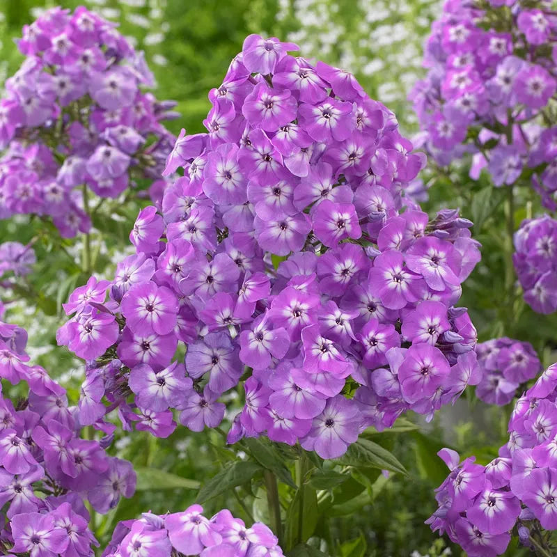 Goliath Phlox Tree