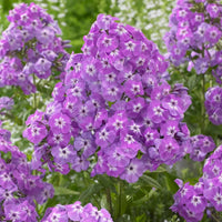 Goliath Phlox Tree