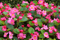 Heirloom Non-GMO Begonia Semperflorens Flower Seeds for Planting – Compact Shade-Loving Blooms